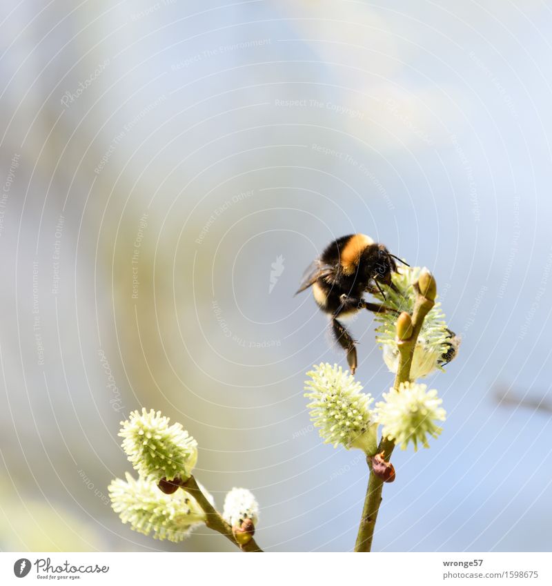 Der Artist Natur Frühling Pflanze Baum Blüte Weide Weidenkätzchen Park Tier Wildtier Insekt Hummel 1 klein blau braun gelb grün orange schwarz weiß