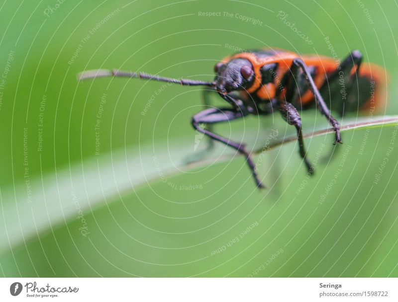 Balanceakt Natur Pflanze Tier Blume Gras Moos Blatt Blüte Garten Park Wiese Wald Wildtier Käfer Tiergesicht 1 krabbeln Feuerwanze Wanze Insekt Farbfoto