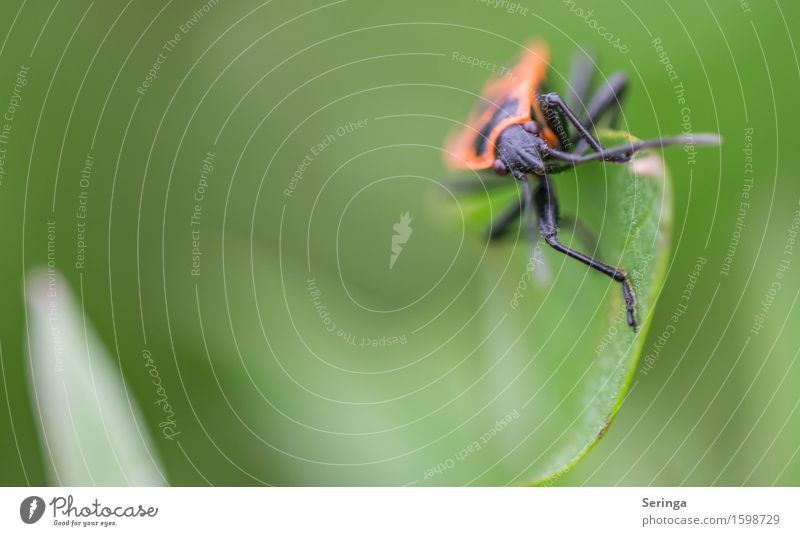 Nur mal um die Ecke schauen Natur Pflanze Tier Baum Gras Moos Blatt Blüte Garten Park Wiese Feld Wald Wildtier Käfer Tiergesicht 1 krabbeln Feuerwanze Insekt