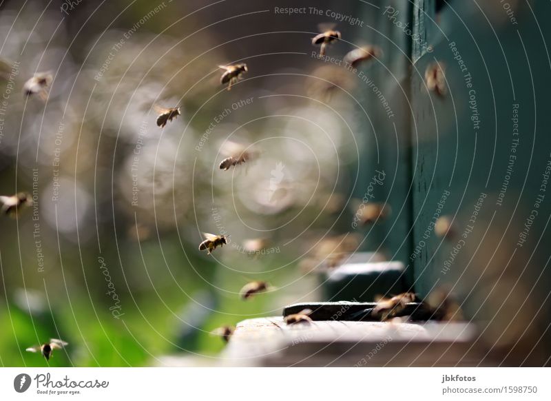 hip & trendy Lebensmittel Ernährung Umwelt Natur Klima Schönes Wetter Garten Park Wiese Tier Nutztier Schwarm Imkerei Sommer sommerlich süß schön nachhaltig