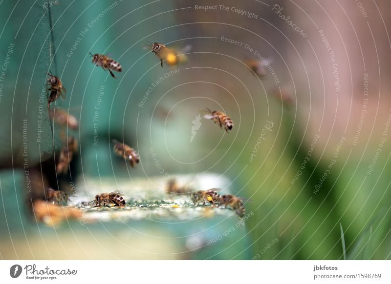 weiblicher Luftverkehr Lebensmittel Ernährung Tier Nutztier Biene Aggression ästhetisch außergewöhnlich Erfolg Freundlichkeit Fröhlichkeit Glück trendy schön