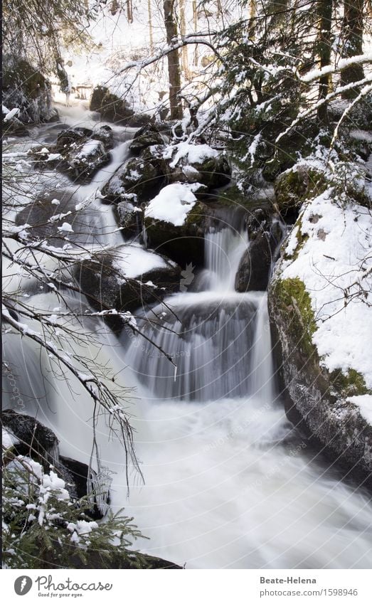 Der Winter ist zurückgekehrt Tourismus Ausflug Winterurlaub Natur Landschaft Urelemente Wasser Eis Frost Schnee Triberg Stein ästhetisch dunkel rebellisch