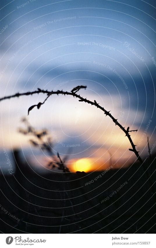 Abendstund' hat Gold im Mund. Natur Sonnenaufgang Sonnenuntergang glänzend genießen träumen rund schön stachelig gold schwarz Romantik Müdigkeit Vergänglichkeit