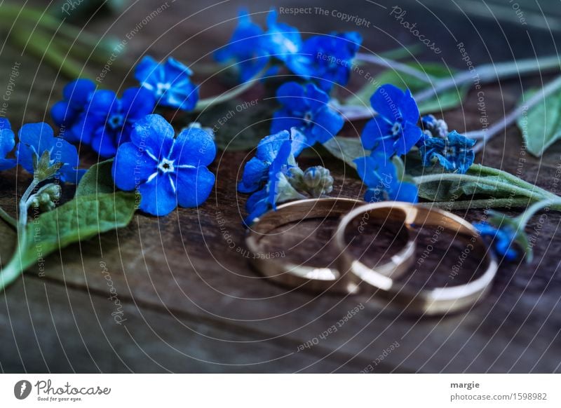 Vergiss mein nicht Blüten mit zwei Eheringe, Verlobungsringe auf einem Holztisch Feste & Feiern Hochzeit Pflanze Blume Blatt blau gold Vertrauen Liebe