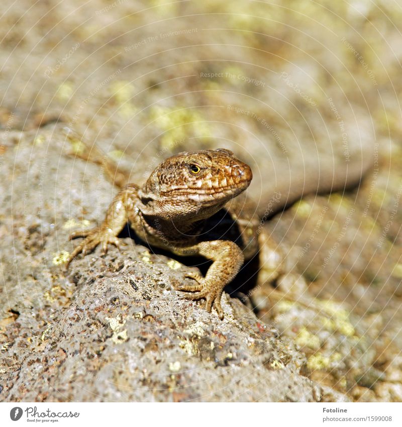 Godzilla jr. Umwelt Natur Tier Urelemente Erde Sonnenlicht Sommer Schönes Wetter Felsen Wildtier Tiergesicht 1 frei hell klein nah natürlich Echsen