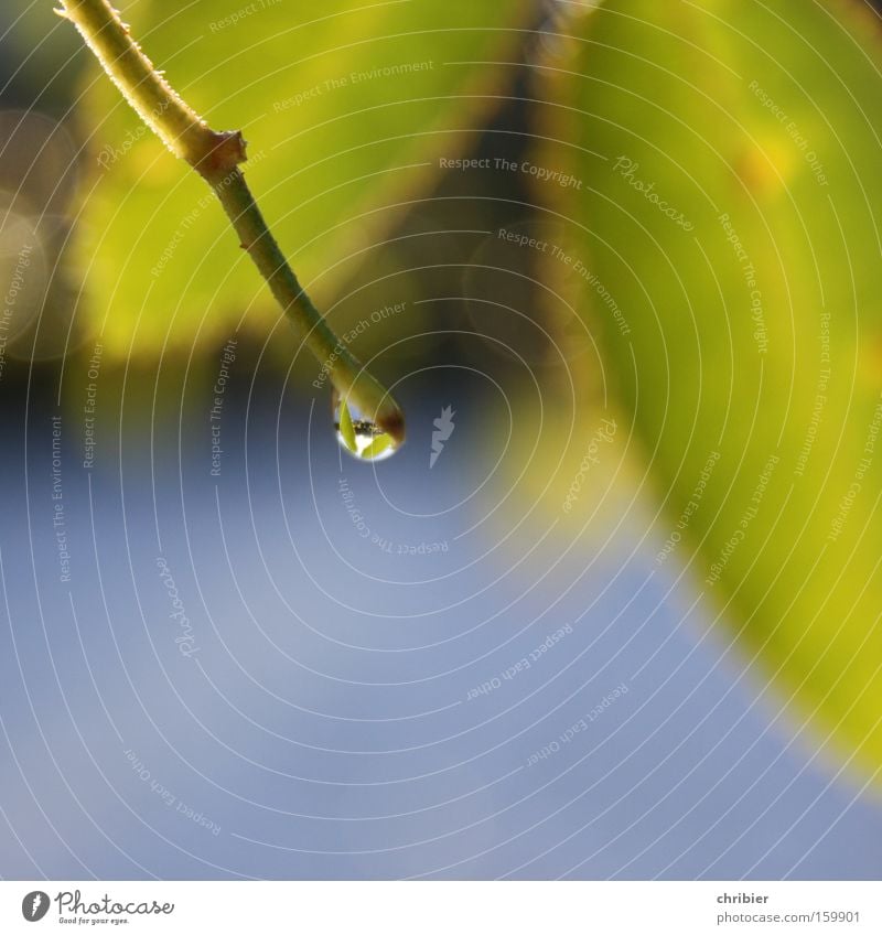 Warten... Wassertropfen Tropfen Tau Regen schmelzen Tauwetter fallen Sammlung Sonnenlicht glänzend Blatt Makroaufnahme Nahaufnahme Frühling chribier