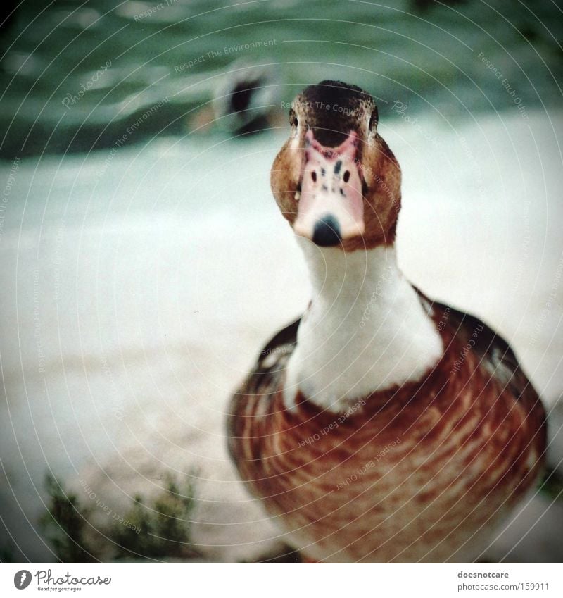 Noch auf der Suche. Tier Teich Nutztier Wildtier Vogel 1 braun weiß analog Ente Gans Farbfoto Außenaufnahme Textfreiraum links Tag Schwache Tiefenschärfe