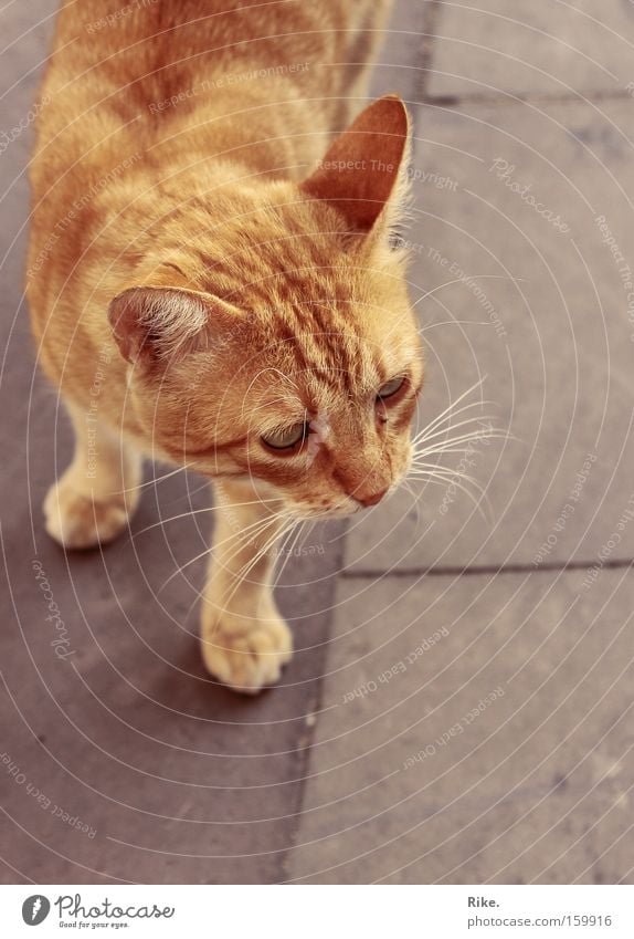 Immer der Nase nach. Farbfoto Außenaufnahme Tag Wegsehen schön Tier Fell Haustier Katze Pfote 1 beobachten klein niedlich süß wild rot Kraft Mut Tierliebe