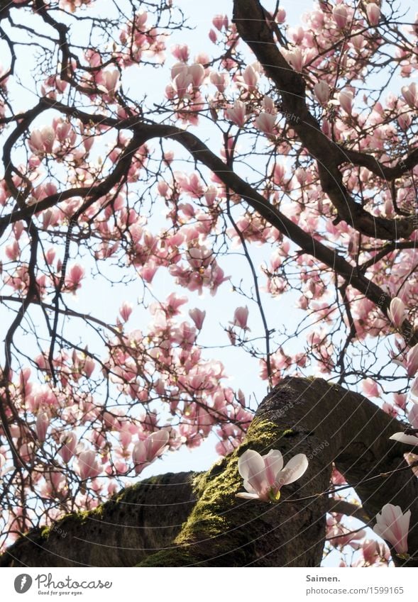 Magnolienblüte Magnolienbaum Magnolienblpte blühen Blütenblätter Blätter Natur umwelt schön Detailaufnahme pflanze leben wachsen Moos Baumstamm äste