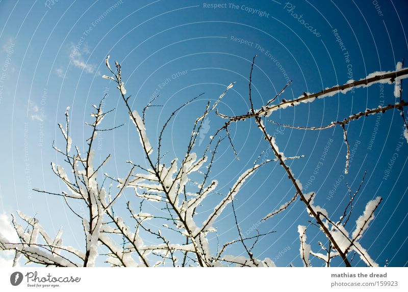 EISZAUBER Baum Ast Himmel Wolken Schnee kahl Winter Pflanzenteile schön Sonnenstrahlen Idylle kalt verwachsen