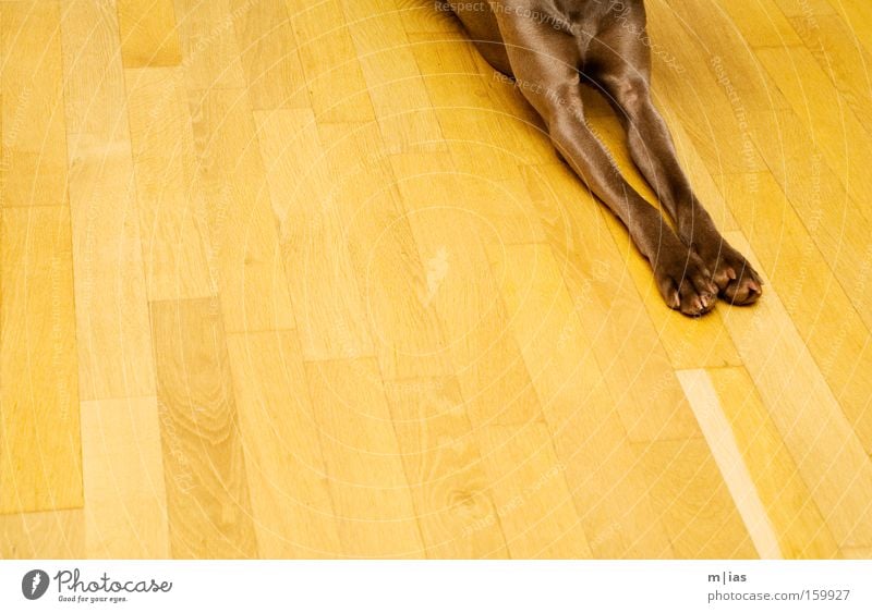 anpassungsfähig. Hund Pfote Weimaraner Parkett Holz braun gelb Streifen parallel Haustier anonym Fell Bodenbelag Wärme Detailaufnahme Säugetier tia