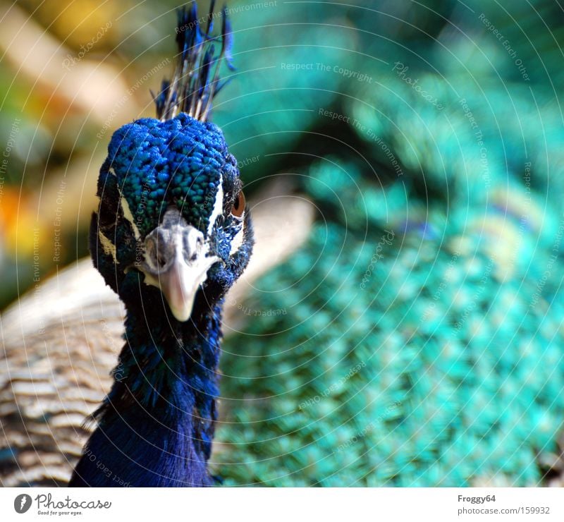 Pfau Vogel blau Feder Flügel Hals Kopf zart weich Schnabel Auge Indien schön