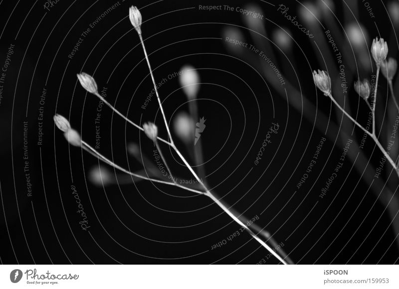 Zwischen schwellenden Blüten,schwingen, schlängeln wir uns Pflanze Stengel schwarz weiß grau tief Tiefenschärfe verblüht Spielen Wachstum