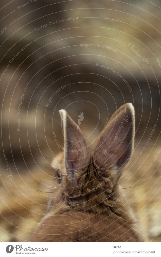 Alter Hase Hase & Kaninchen Ostern weich niedlich braun Ohr tierisch hören ruhig laut zart taub Klang Geräusch Fell Tier