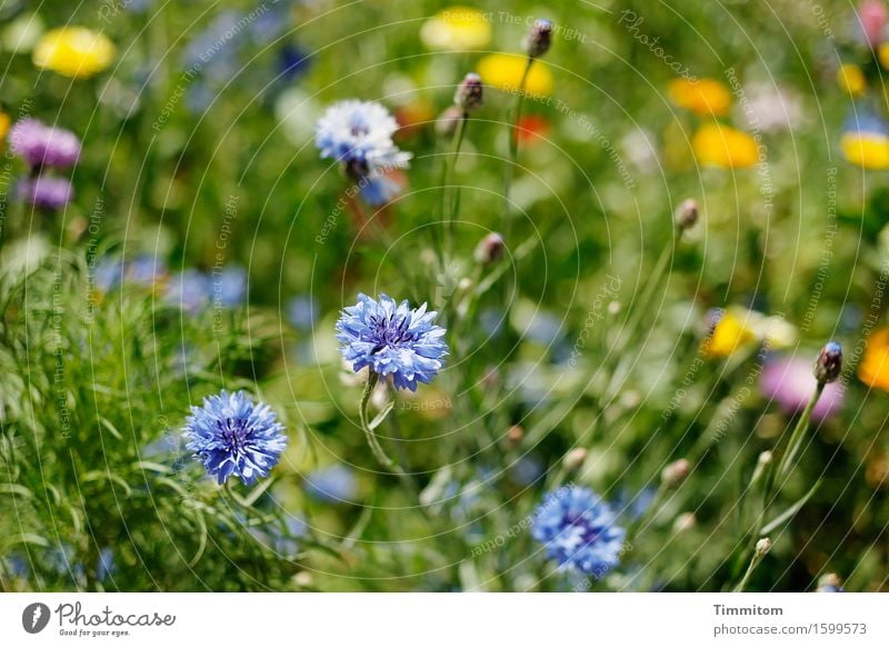 Mehr Blümchen. Natur Pflanze Sommer Schönes Wetter Blume Gras Blüte Garten Blühend Wachstum ästhetisch natürlich blau mehrfarbig gelb grün rosa Stengel Farbfoto