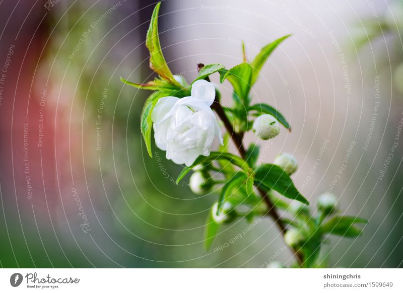 blossom Natur Pflanze Frühling Sträucher Blüte Garten Park frisch Lebensfreude Frühlingsgefühle Blühend weiß zart Farbfoto Außenaufnahme Textfreiraum links Tag