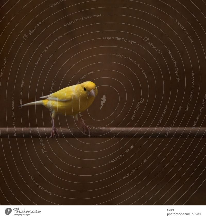 Knabberstange Haustier Vogel 1 Tier sitzen warten authentisch frech schön klein lustig Neugier niedlich braun gelb Interesse Einsamkeit Konzentration Käfig Stab