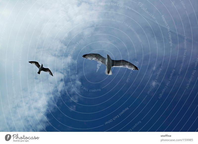 freiflug Möwe fliegen Himmel Freiheit gleiten Meer Strand Ferien & Urlaub & Reisen Lachmöwe Gegenlicht Wolken Vogel Luftverkehr