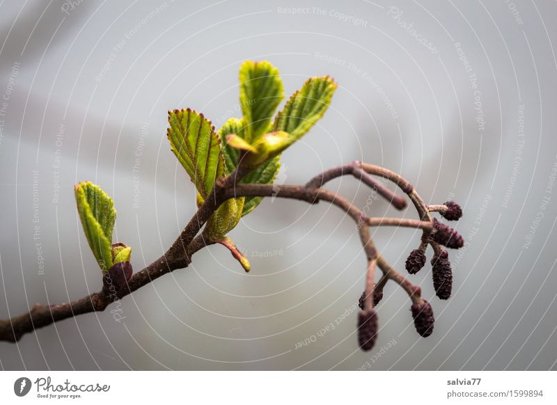 Erlentriebe Umwelt Natur Pflanze Frühling Sträucher Blatt Trieb Zweige u. Äste Baumschössling Wald Wachstum frisch kalt grau grün Beginn Wandel & Veränderung