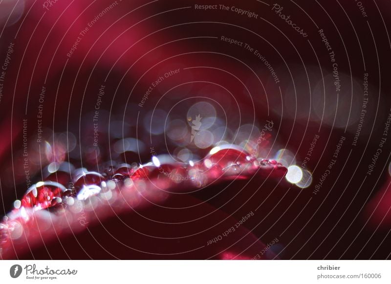 Es tropft! Nahaufnahme Makroaufnahme Licht Wasser Wassertropfen Blüte Tropfen glänzend nass rot Tau Tauwetter Blütenblatt chribier