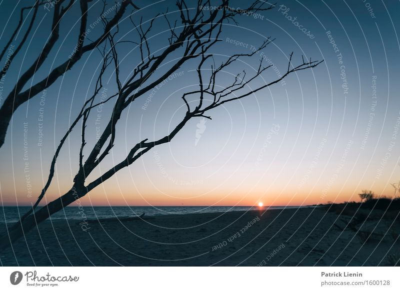 Seaside schön Wohlgefühl Sinnesorgane Erholung Ferien & Urlaub & Reisen Abenteuer Freiheit Strand Umwelt Natur Landschaft Pflanze Himmel Sonne Sonnenaufgang