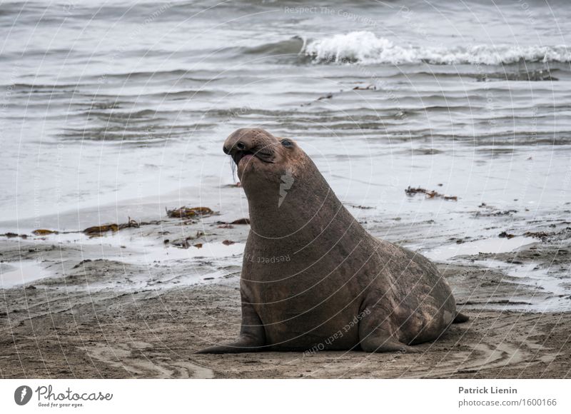 Seelöwe am Strand schön harmonisch Zufriedenheit Sinnesorgane Erholung ruhig Tourismus Sommer Meer Umwelt Natur Landschaft Sand Klima Klimawandel Wetter Wellen