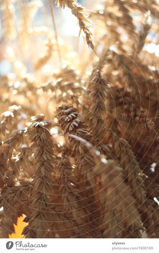 Erntedank Sommer Natur Pflanze Sonnenlicht Nutzpflanze Getreide Fruchtbarkeit trocken Wärme gelb gold Stimmung Tradition Umwelt Farbfoto Innenaufnahme