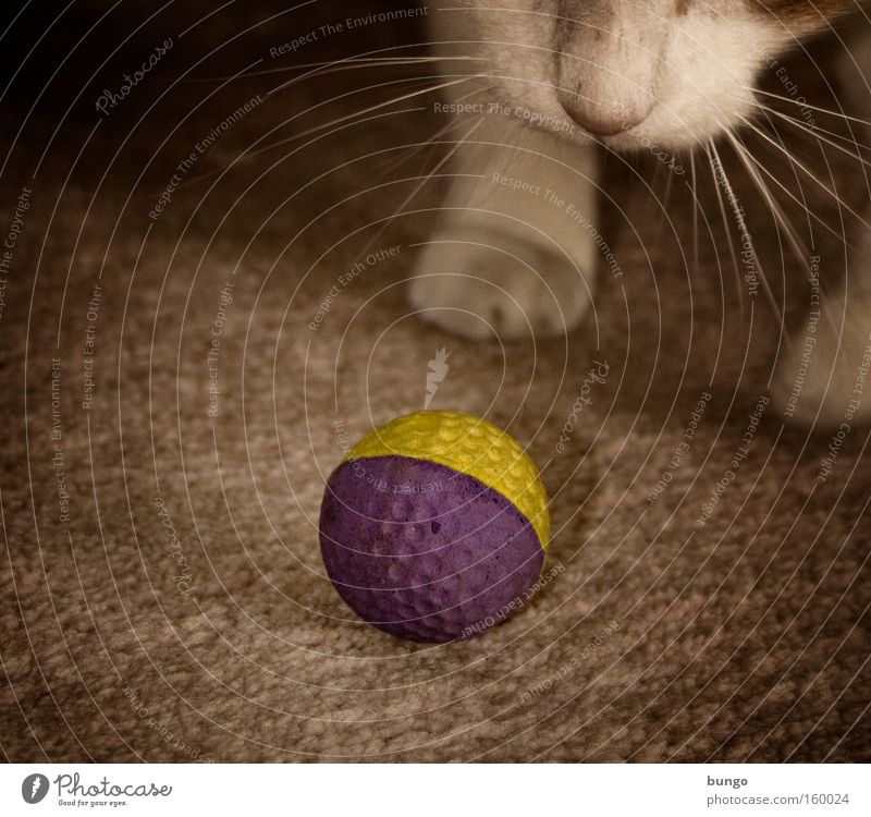 cupido ludendi Katze Ball Teppich Spielen toben Spieltrieb Tier Pfote Nase Säugetier Ballsport