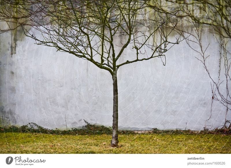 Einzelbaum Baum Einsamkeit Mitte zentral Frühling Baumstamm Ast Zweig Blatt Park Kirschbaum Erholung Jahreszeiten