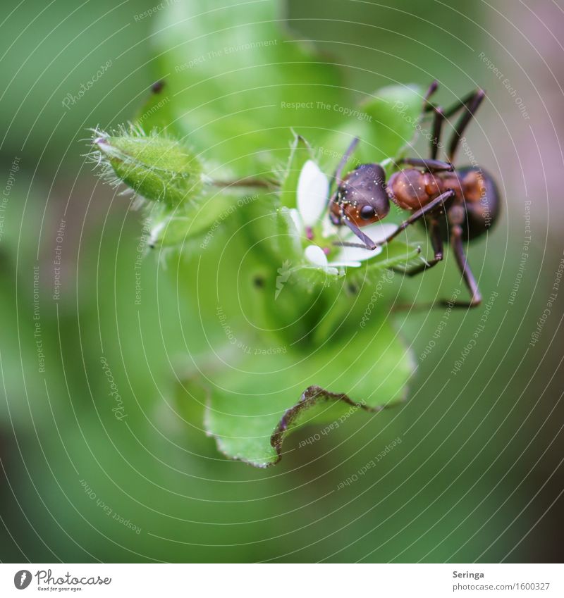 Acrobatic einer A-Meise Pflanze Gras Sträucher Blatt Blüte Wildpflanze Tier Nutztier Wildtier Käfer Tiergesicht Flügel 1 Arbeit & Erwerbstätigkeit krabbeln