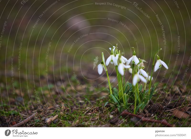 Hallo. Schneeglöckchen zart Pflanze Blüte weiß Duft Frühling Gras Wiese Freude Außenaufnahme Galanthus Blumenstrauß Erde