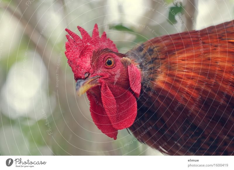 Wo ist Adele? Hahn Hühnervogel Feder Federvieh Hahnenkamm Geister u. Gespenster roter Kopf Brunft Blick Aggression bedrohlich rebellisch wild Coolness Mut