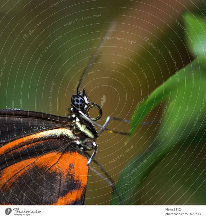 Leichtigkeit Umwelt Natur Tier Sommer Garten Park Wiese Feld Wald Schmetterling Tiergesicht Flügel niedlich orange leicht Facettenauge zerbrechlich