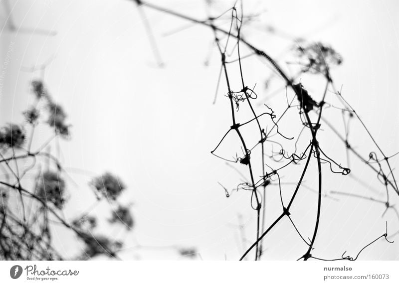 Grafische Welten graphisch Ast Sträucher Urwald Winter kahl leer Tod analog wenige einfach Schwarzweißfoto Qualität 25ASA Halbton Wesentliche