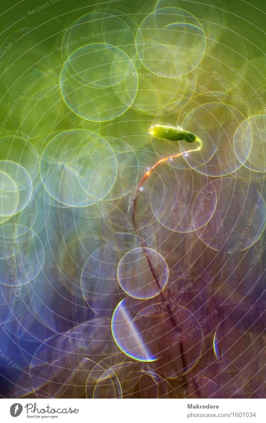 Tanz der Moossprosse Natur Pflanze Wasser Gefühle Stimmung Freude Glück Fröhlichkeit Romantik Leben Farbfoto Außenaufnahme Nahaufnahme Detailaufnahme