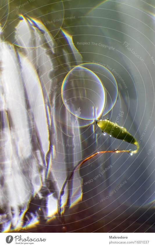 der Kuss Kunst Natur Wassertropfen Sonne Sonnenlicht Pflanze Moos Garten genießen Erotik Gefühle Freude Glück Fröhlichkeit Zufriedenheit Lebensfreude