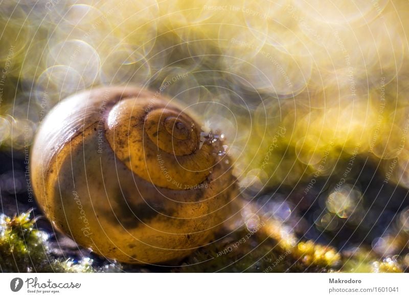 die Schnecke Natur Wassertropfen Sonne Frühling Moos Glück Fröhlichkeit Begeisterung Vertrauen Sympathie träumen elegant Inspiration Farbfoto Außenaufnahme