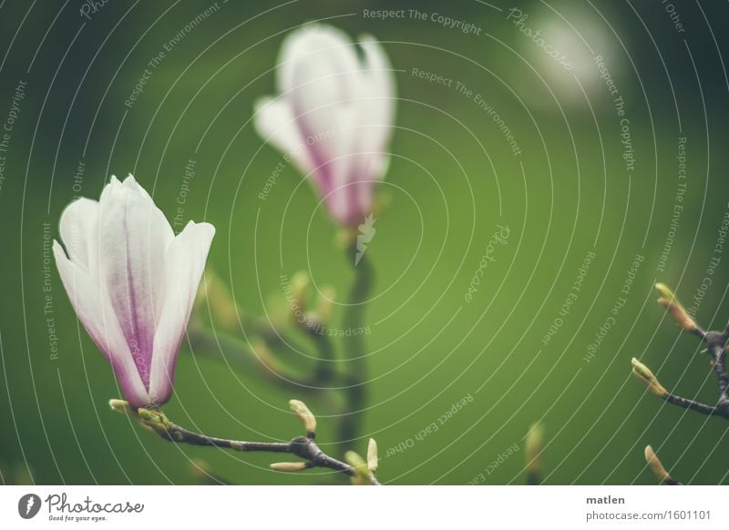 Entfaltung Natur Pflanze Frühling Baum Blüte Blühend grün violett weiß Zweig Blattknospe Magnolienblüte entfalten Farbfoto Außenaufnahme Strukturen & Formen