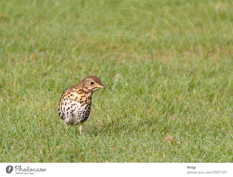 auf der Suche nach dem Frühstück... Umwelt Natur Landschaft Pflanze Tier Frühling Schönes Wetter Gras Garten Wildtier Vogel Drossel 1 Blick stehen authentisch