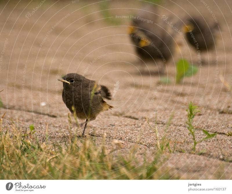 Die lieben Kleinen Vogel Küken Gartenrotschwanz Stress Erholung Appetit & Hunger ruhig Kindheit Außenseiter Psychoterror Rotschwanz Alltagsfotografie