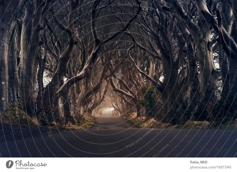 Dark Hedges Umwelt Natur Landschaft Winter schlechtes Wetter Unwetter Baum Wiese Wald Nordirland Europa Dorf Menschenleer Sehenswürdigkeit Wahrzeichen Hoffnung