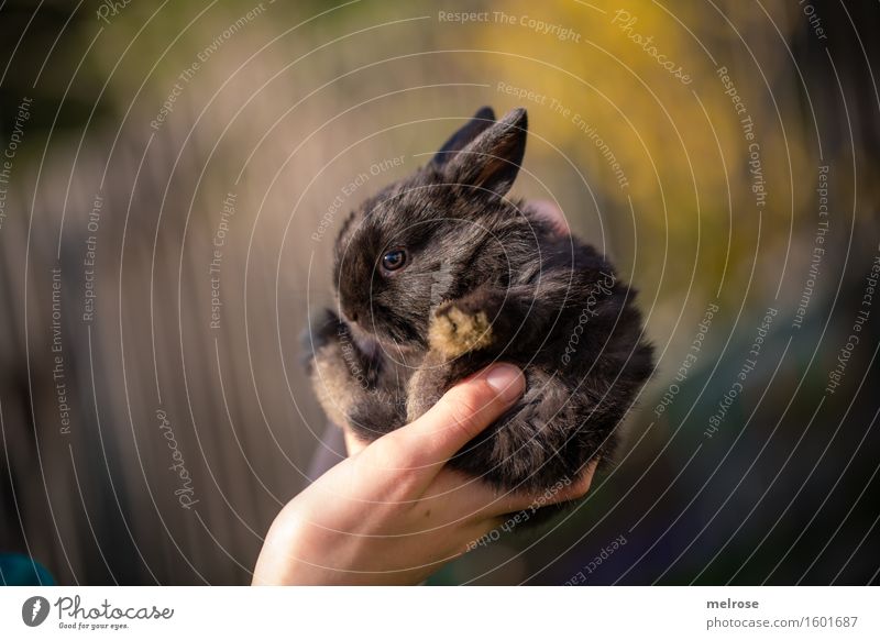 kleiner Racker Mädchen Hand Finger 1 Mensch 8-13 Jahre Kind Kindheit Haustier Fell Pfote Zwergkaninchen Hasenbaby Nagetiere Säugetier Tiergesicht Tierjunges