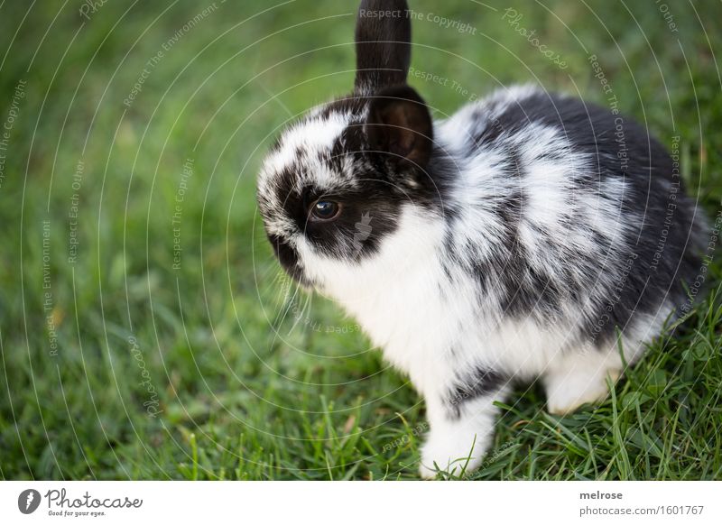 herziger Quereinsteiger Haustier Tiergesicht Fell Pfote Hasenbaby Zwergkaninchen Nagetiere Säugetier Hasenlöffel 1 Tierjunges Erholung Freundlichkeit Glück