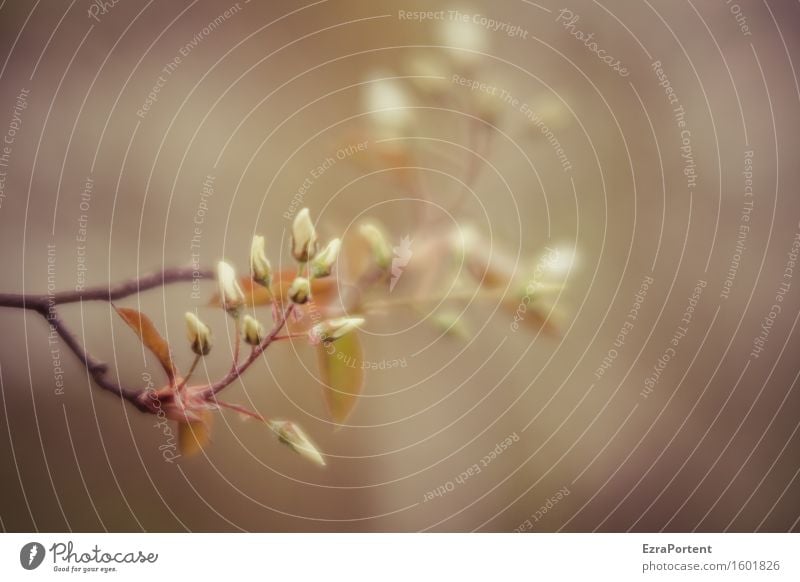 ..... Natur Pflanze Frühling Blüte Blühend natürlich grau weiß Ast Unschärfe zart filigran Farbfoto Gedeckte Farben Außenaufnahme Nahaufnahme Menschenleer