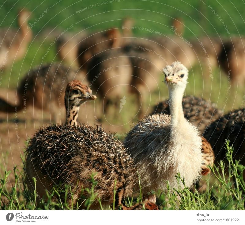 Strauße Tier Vogel Großgrundbesitz Tierzucht Tiergruppe Lebensfreude Südafrika Oudtshoorn Farbfoto Schwache Tiefenschärfe Tierporträt