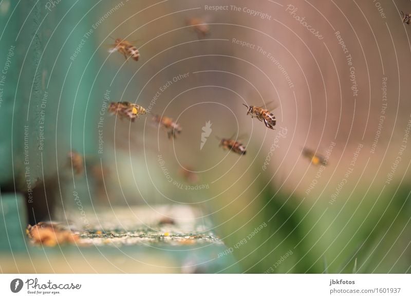 steil abgehoben Lebensmittel Ernährung Umwelt Natur Klima Tier Biene Gefühle Stimmung Freude Glück Fröhlichkeit Zufriedenheit Lebensfreude Frühlingsgefühle