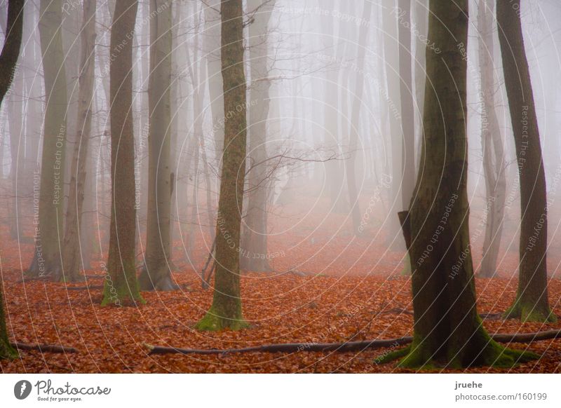 Nebelwald "0001493 orange kalt nass Winter Blatt trocken Einsamkeit ruhig Erholung Denken ""Wal" zerbrochene Zweige schneelos kurze Sicht