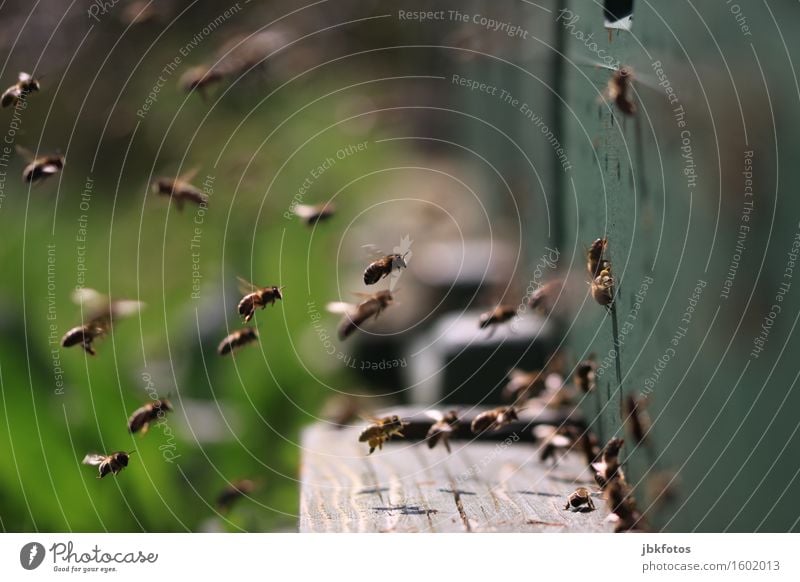 Wann wird's mal wieder richtig Sommer? Umwelt trendy Lebensmittel Leistung Team Teamwork apis mellifera Bienenstock bienenvolk bienenwachs bienenzucht Pollen