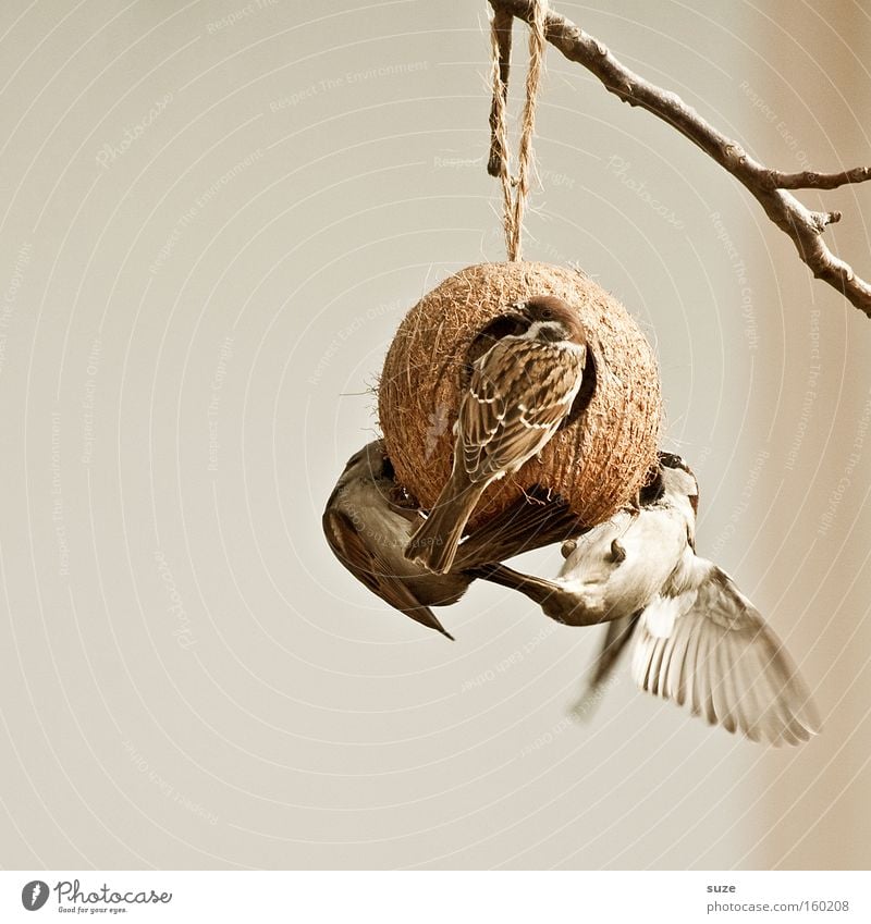 Geflügel Tier Wildtier Vogel 3 Tiergruppe fliegen füttern braun Spatz Feder sanft Gezwitscher überwintern Futter Vogelfutter Futterhäuschen Garten Kokosnuss