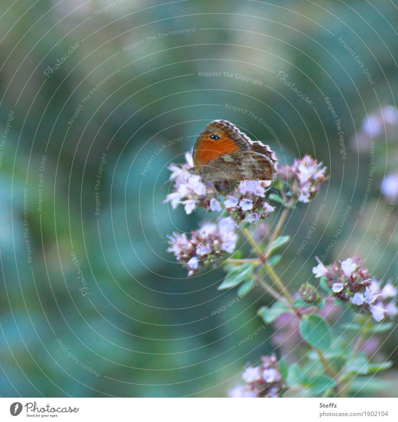 summer life Kleines Wiesenvögelchen Schmetterling heimischer Schmetterling Falter Schmetterlingsflügel Flügelschlag Edelfalter Augenflecken Coenonympha